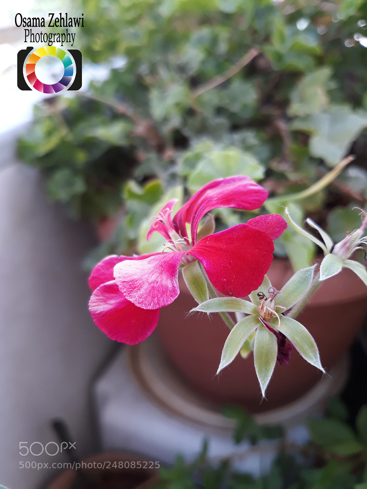 Samsung Galaxy J7 sample photo. The flower photography