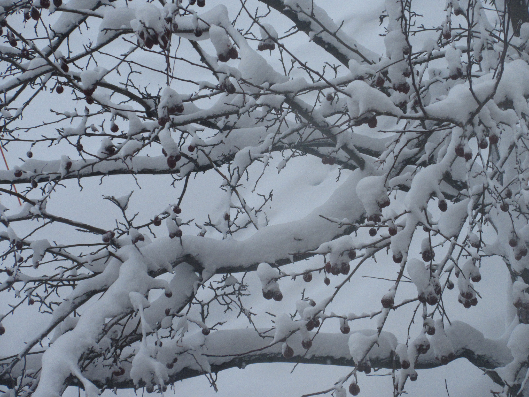 Canon PowerShot ELPH 350 HS (IXUS 275 HS / IXY 640) sample photo. Too much snow!!! photography