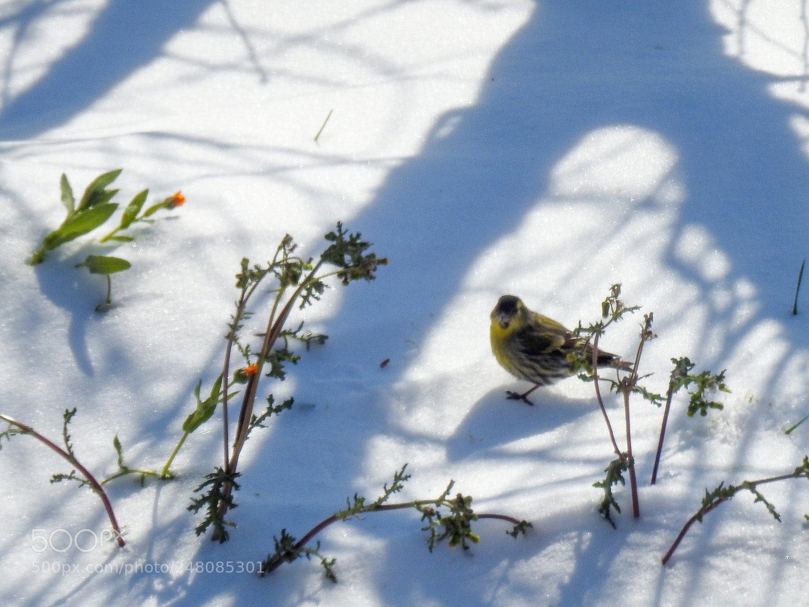 Nikon Coolpix P900 sample photo. Little bird photography