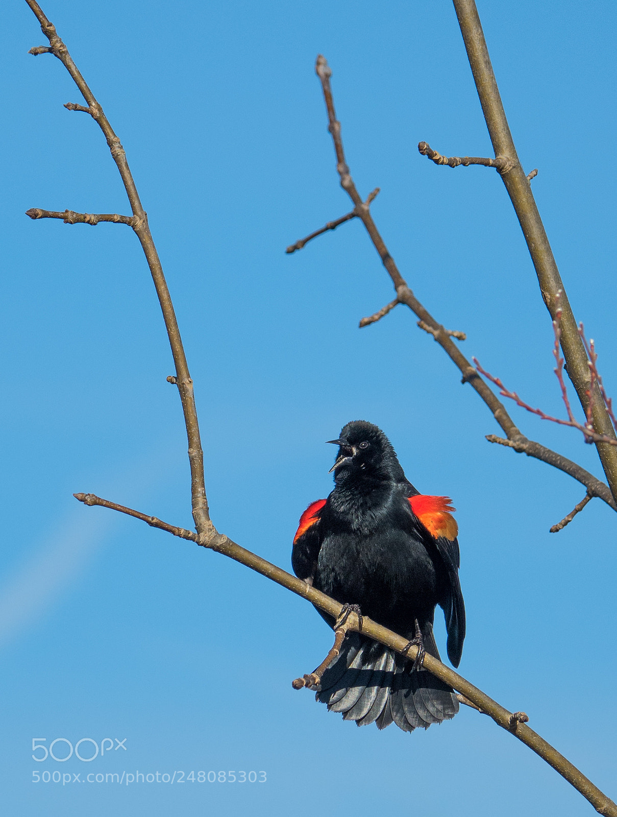 Olympus OM-D E-M5 II sample photo. Redwing blackbird photography