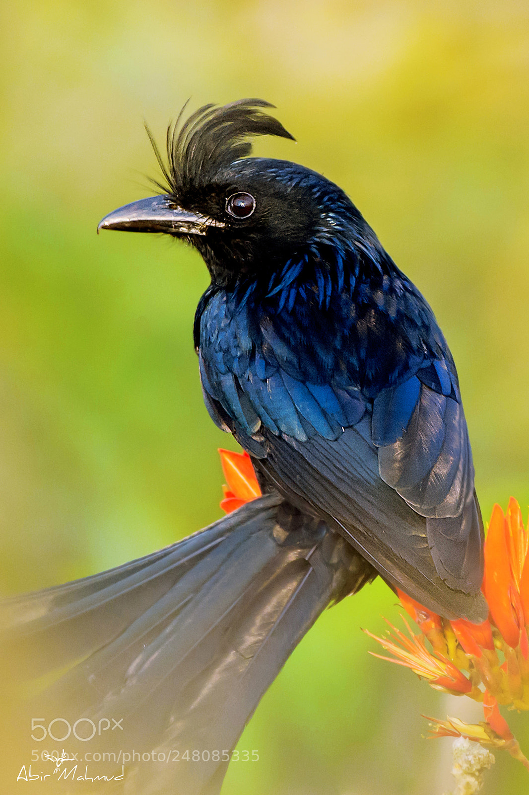 Nikon D7100 sample photo. :: greater racket tailed drongo / বড় র‍্যাকেট ফিঙে /ভিমরাজ :: photography