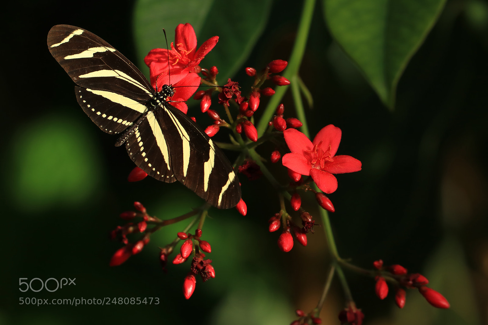 Canon EOS 760D (EOS Rebel T6s / EOS 8000D) sample photo. Zebra longwing photography
