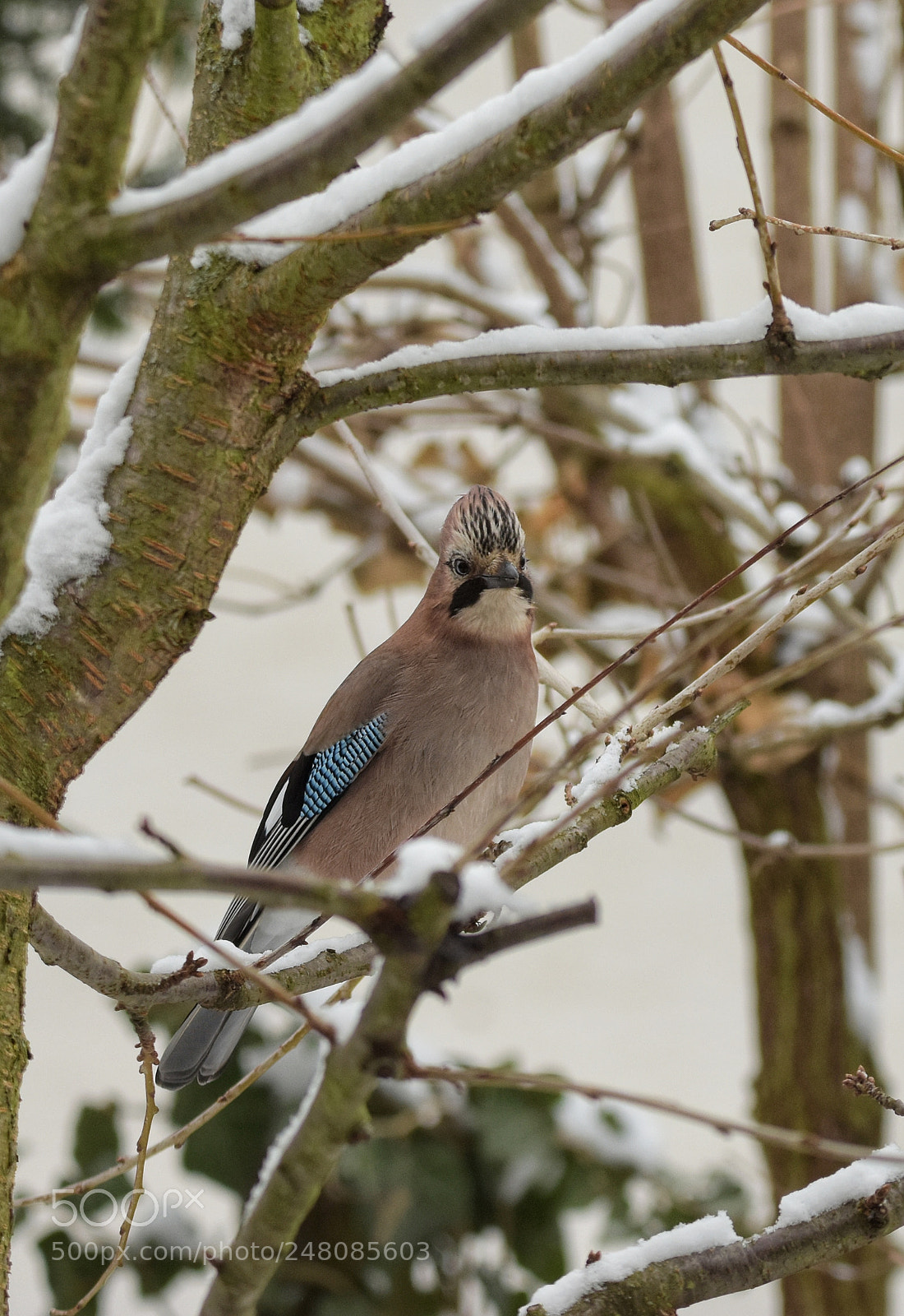Nikon D7200 sample photo. 'eurasian jay garrulus glandarius photography