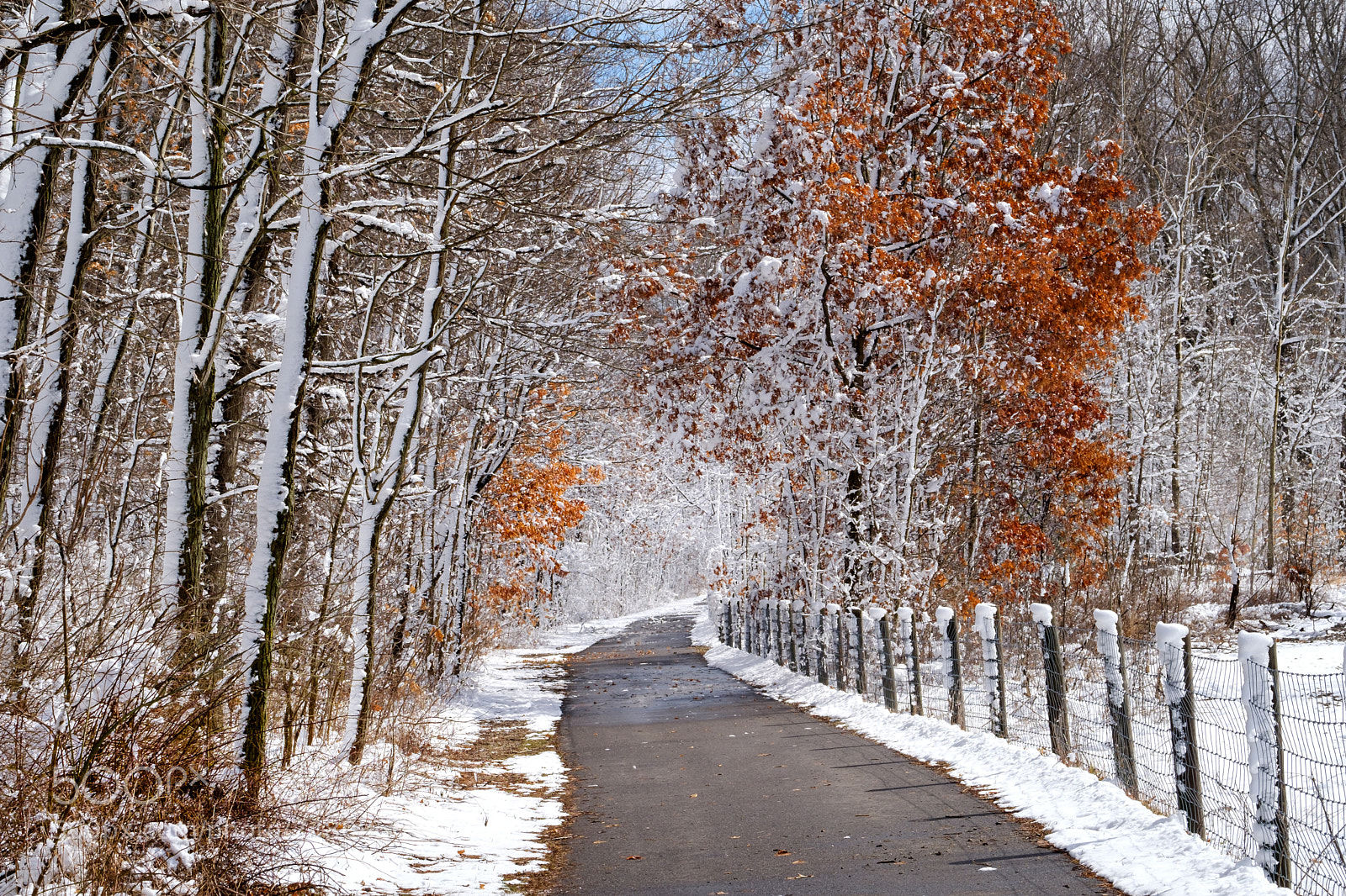 Fujifilm X-T2 sample photo. Winter path photography