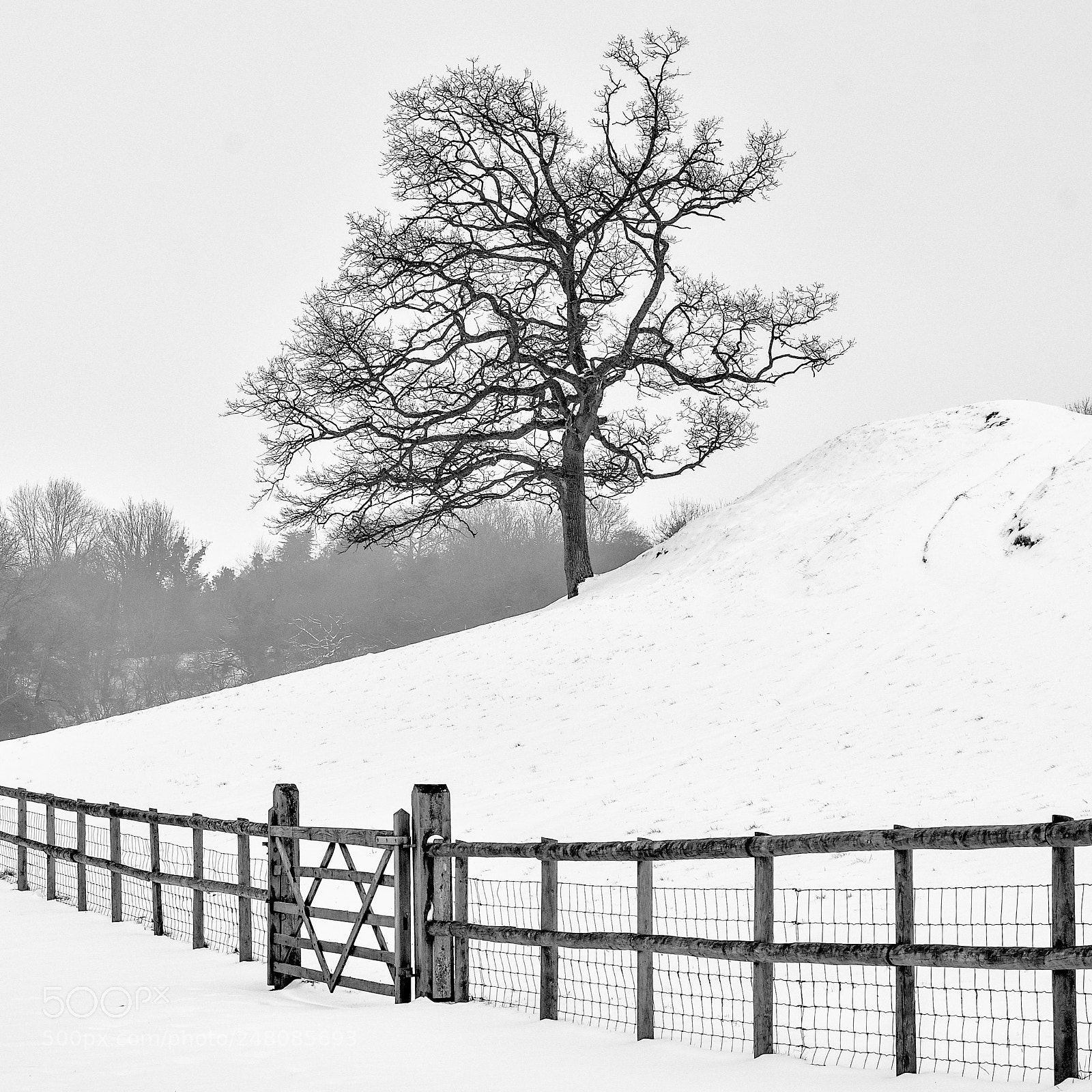Nikon D3400 sample photo. Common tree photography