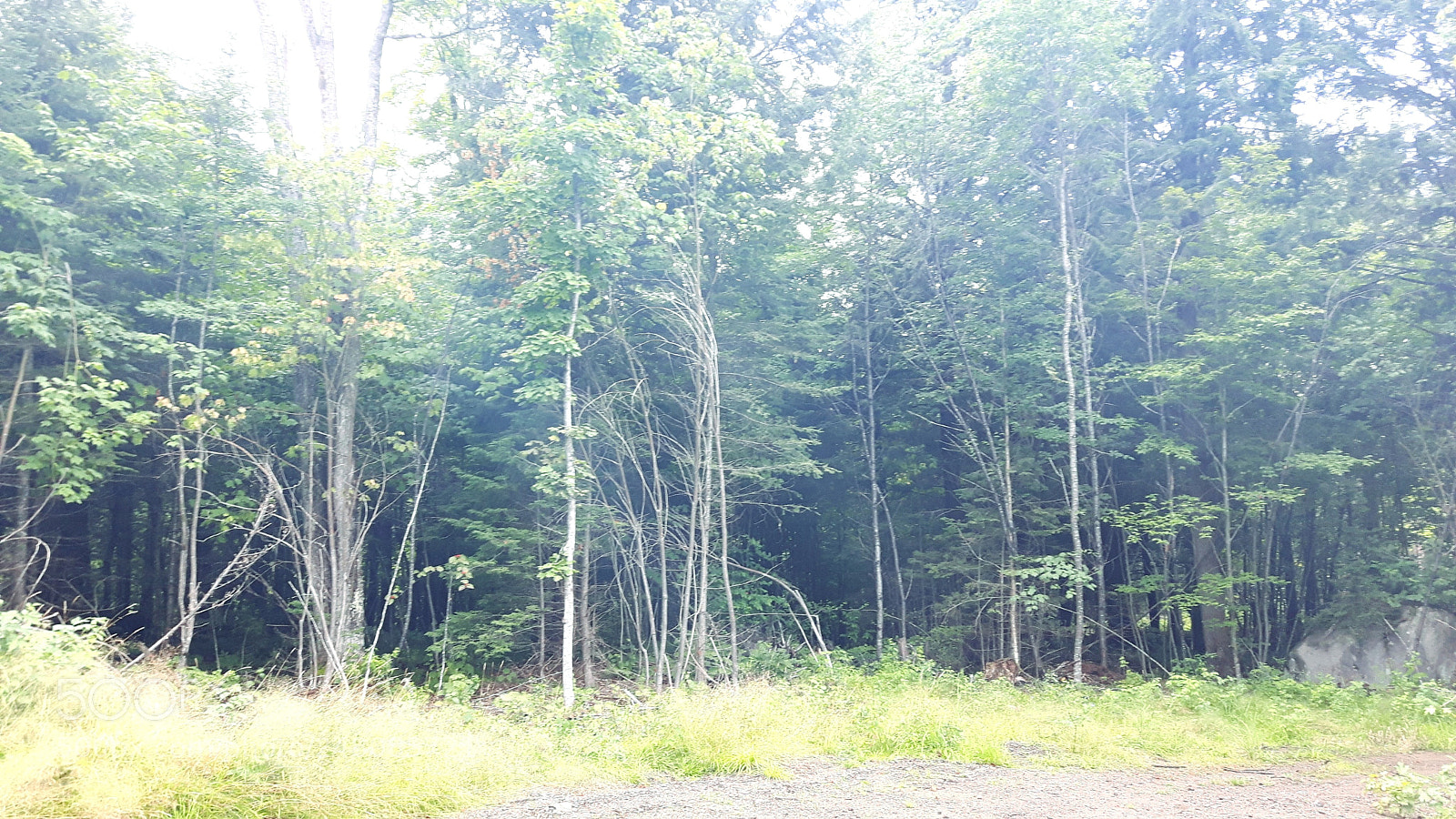 Samsung Galaxy S5 Neo sample photo. Forest 3 photography