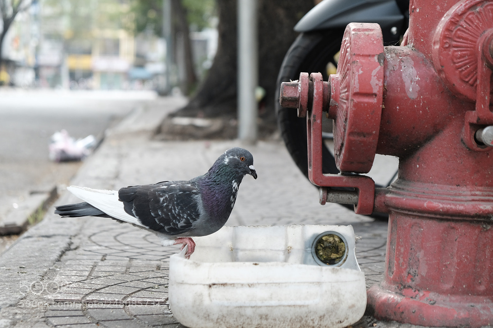 Fujifilm X-T20 sample photo. Pidgeon photography