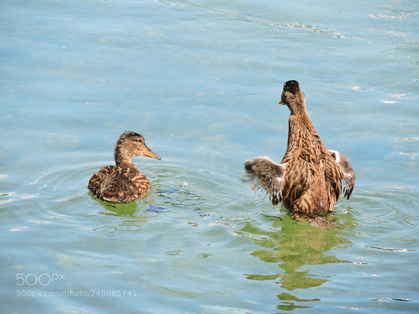 Nikon Coolpix P530 sample photo. Little ducks photography