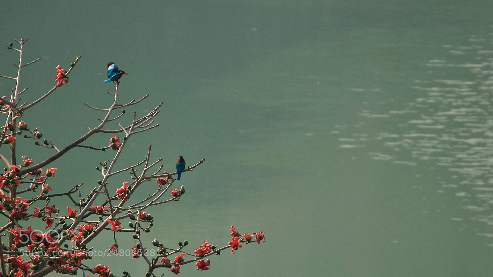 Nikon D3000 sample photo. Stuck the landing photography