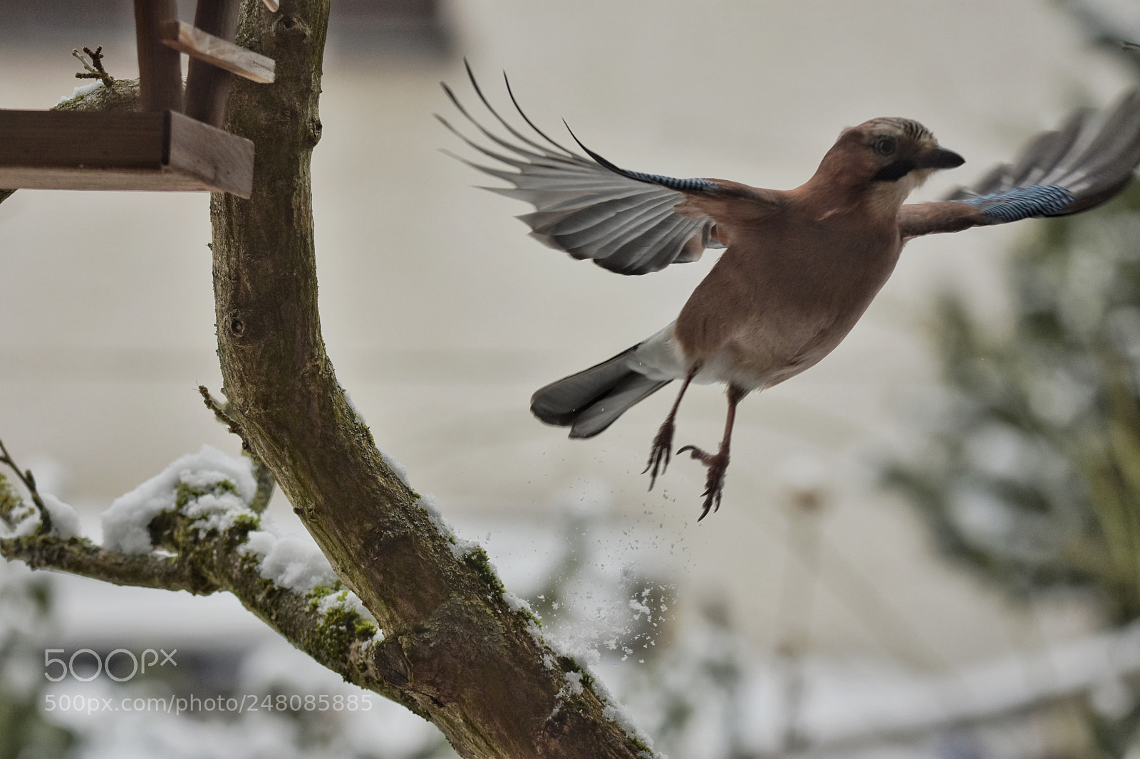 Nikon D7200 sample photo. 'eurasian jay garrulus glandarius photography