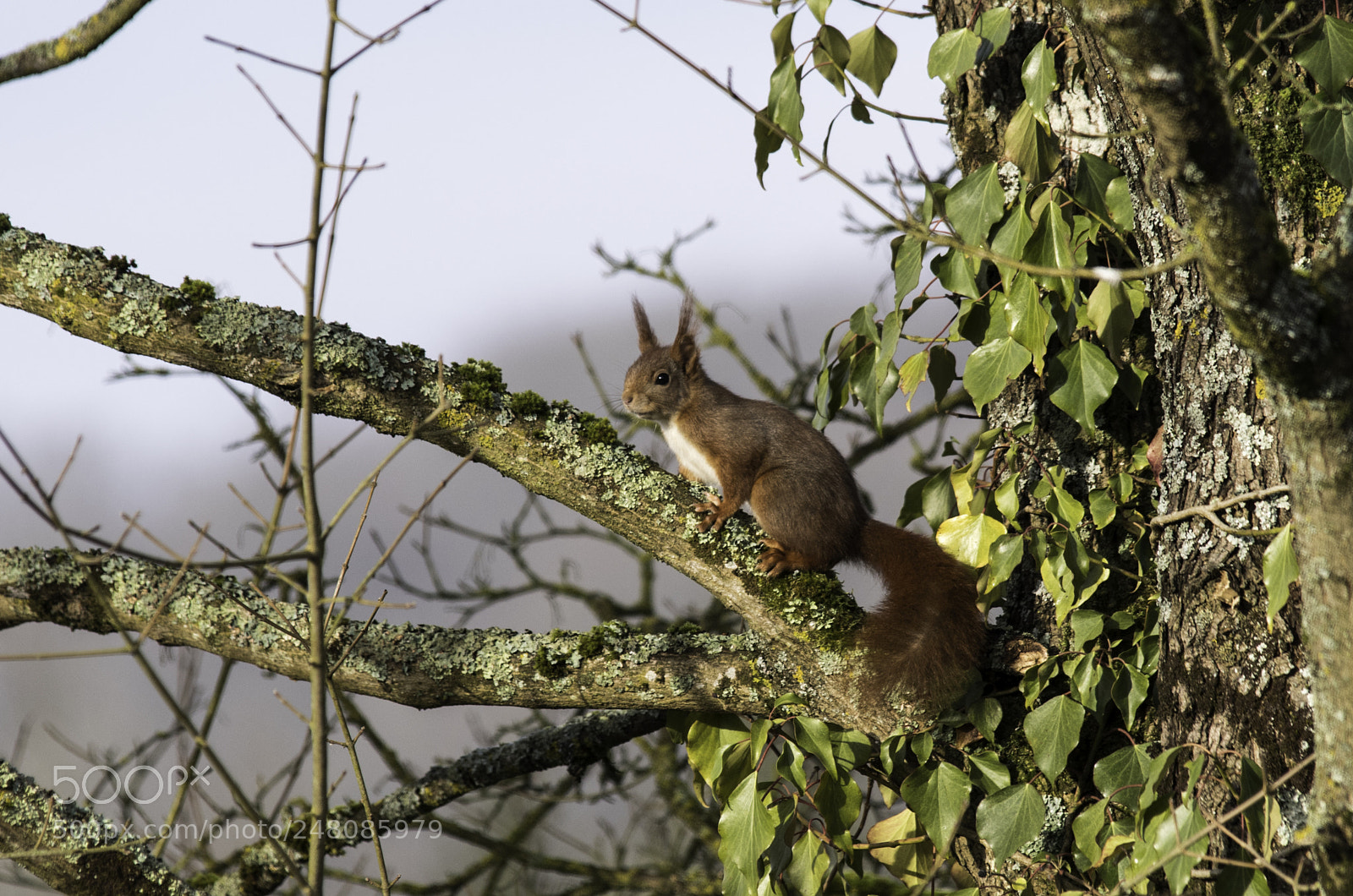 Pentax K-1 sample photo. On a branch photography