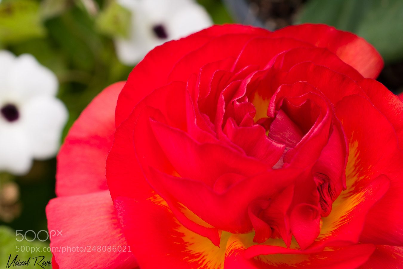 Nikon D3400 sample photo. Roja parda. photography