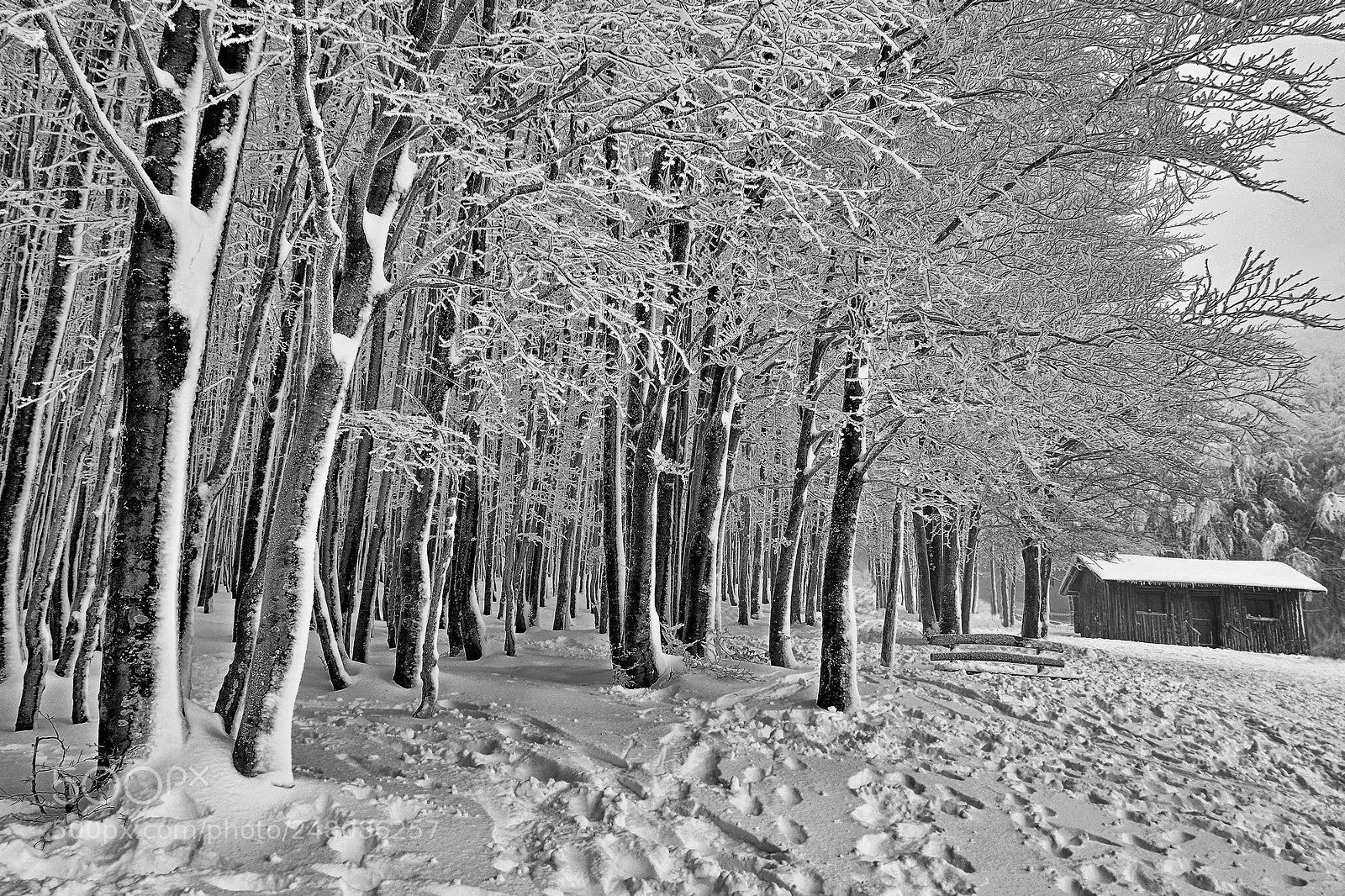 Fujifilm X-M1 sample photo. The wood and the photography