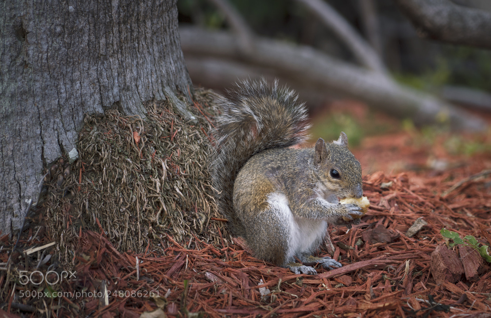 Sony a7R III sample photo. Grey squirrel photography