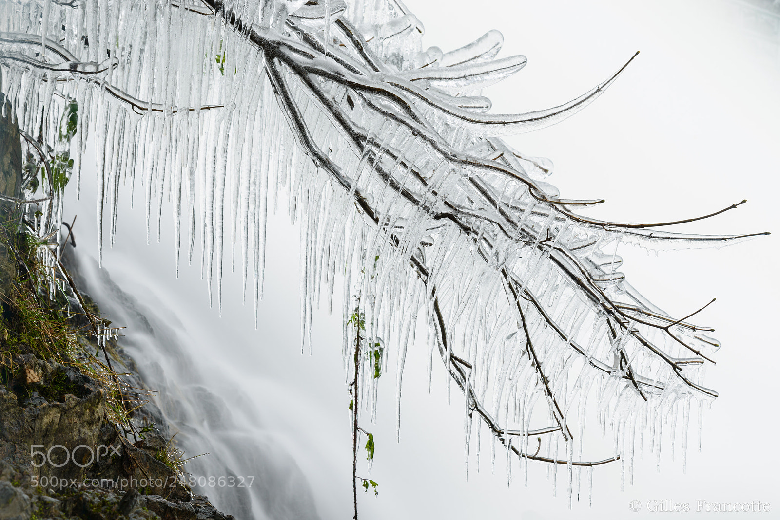 Nikon D800 sample photo. Frozen branches. photography