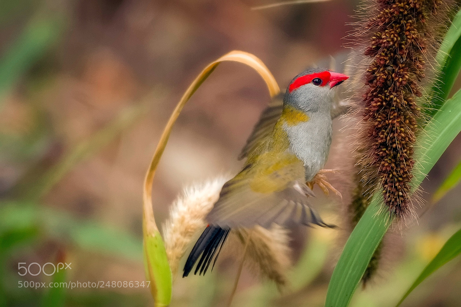Nikon D7200 sample photo. Red browed finch photography