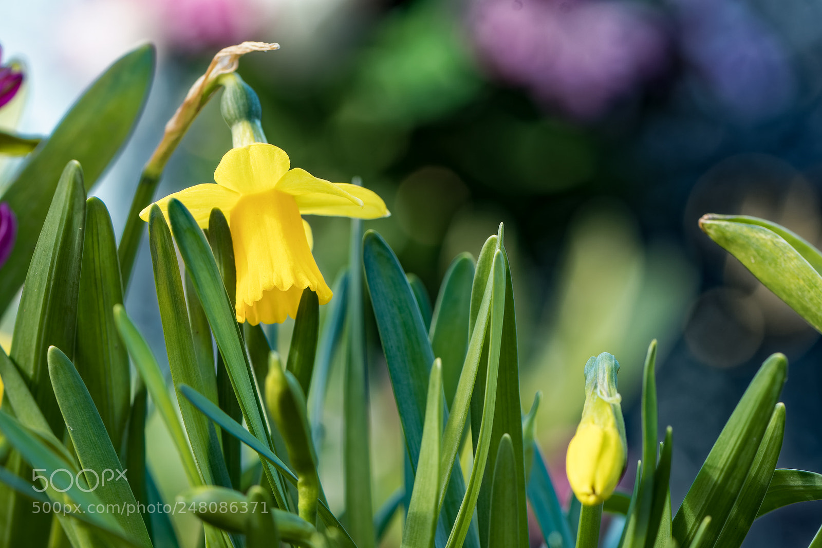 Nikon D500 sample photo. Bientôt le printemps photography