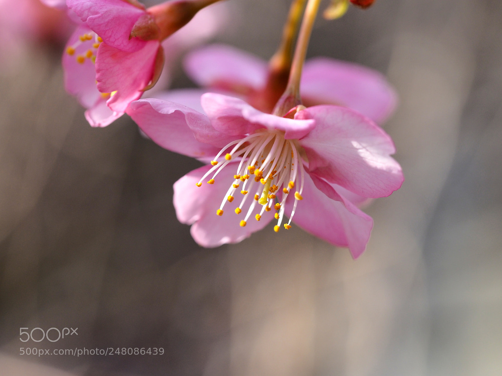 Olympus OM-D E-M1 sample photo. Dyed in spring color photography