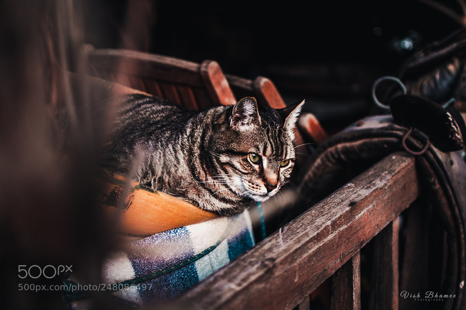 Nikon D610 sample photo. Bounty photography