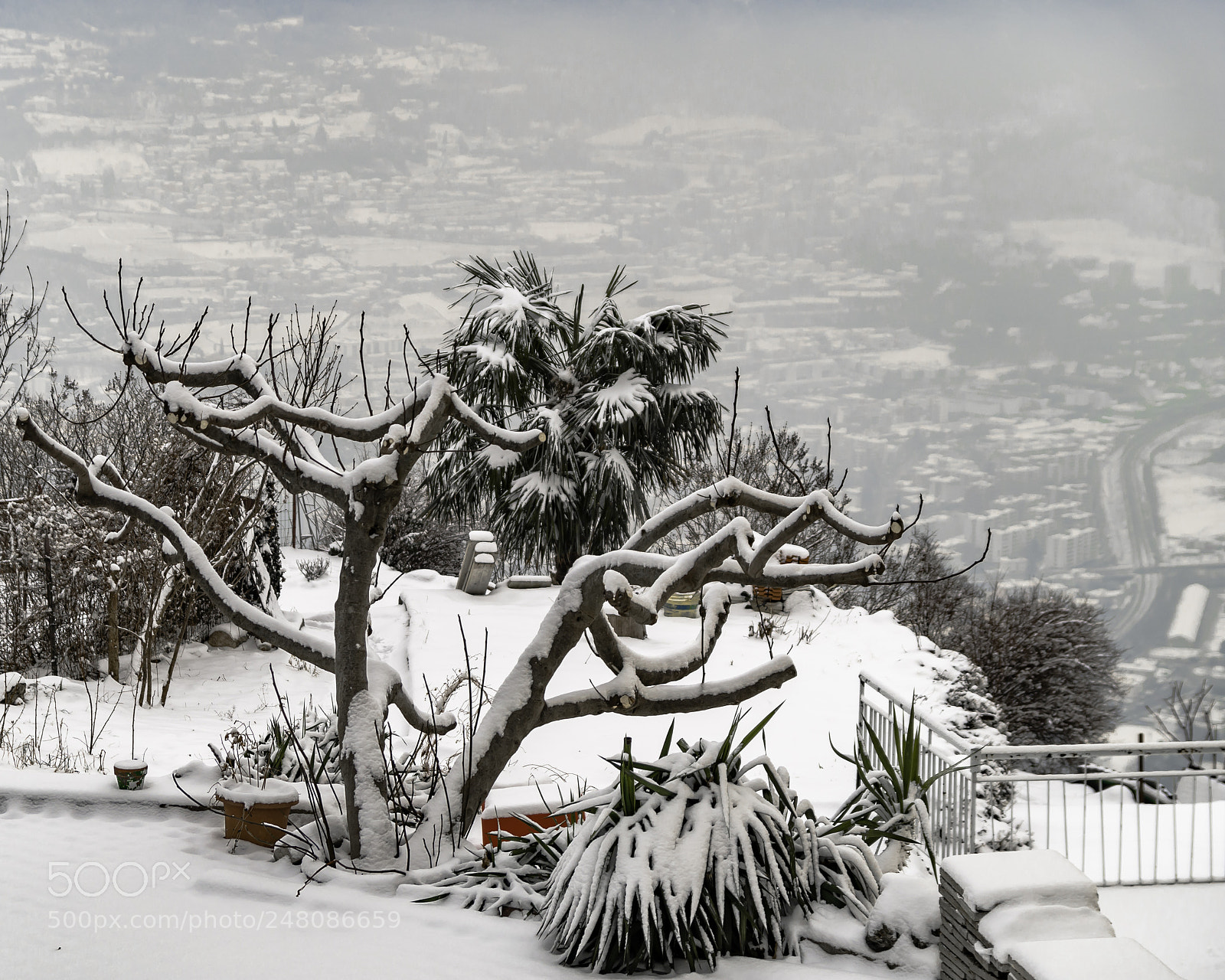 Pentax K-50 sample photo. A snow covered tree photography