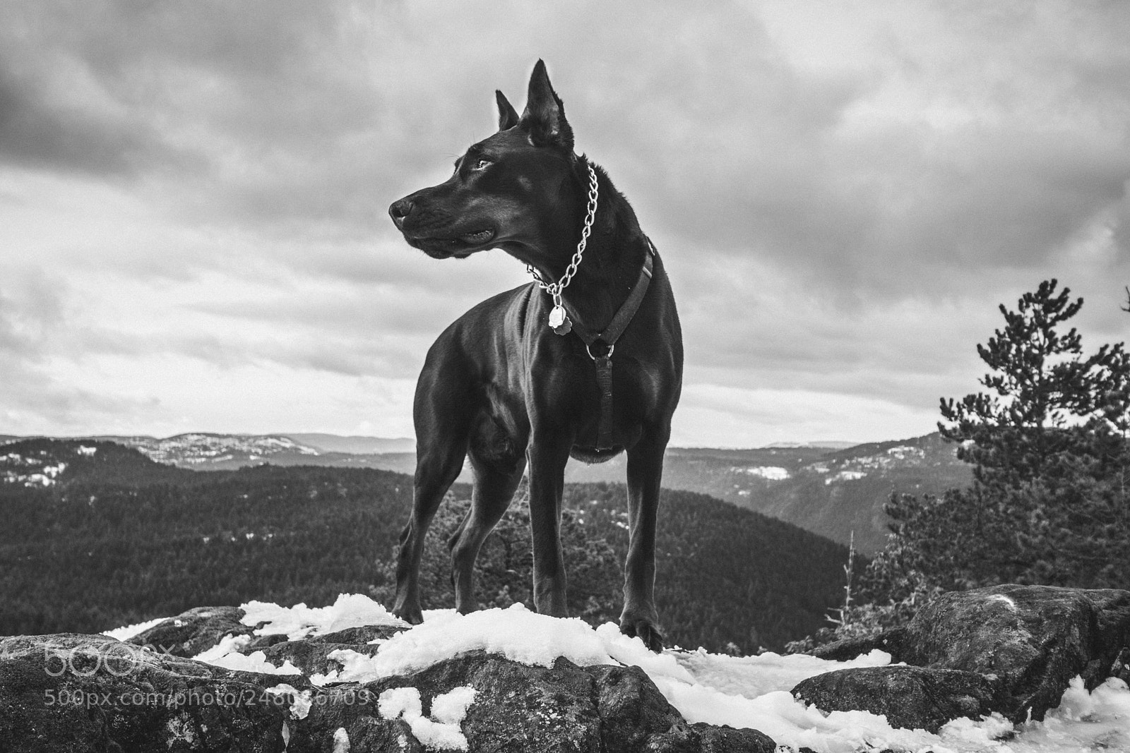 Nikon D5500 sample photo. Rebel's kingdom photography