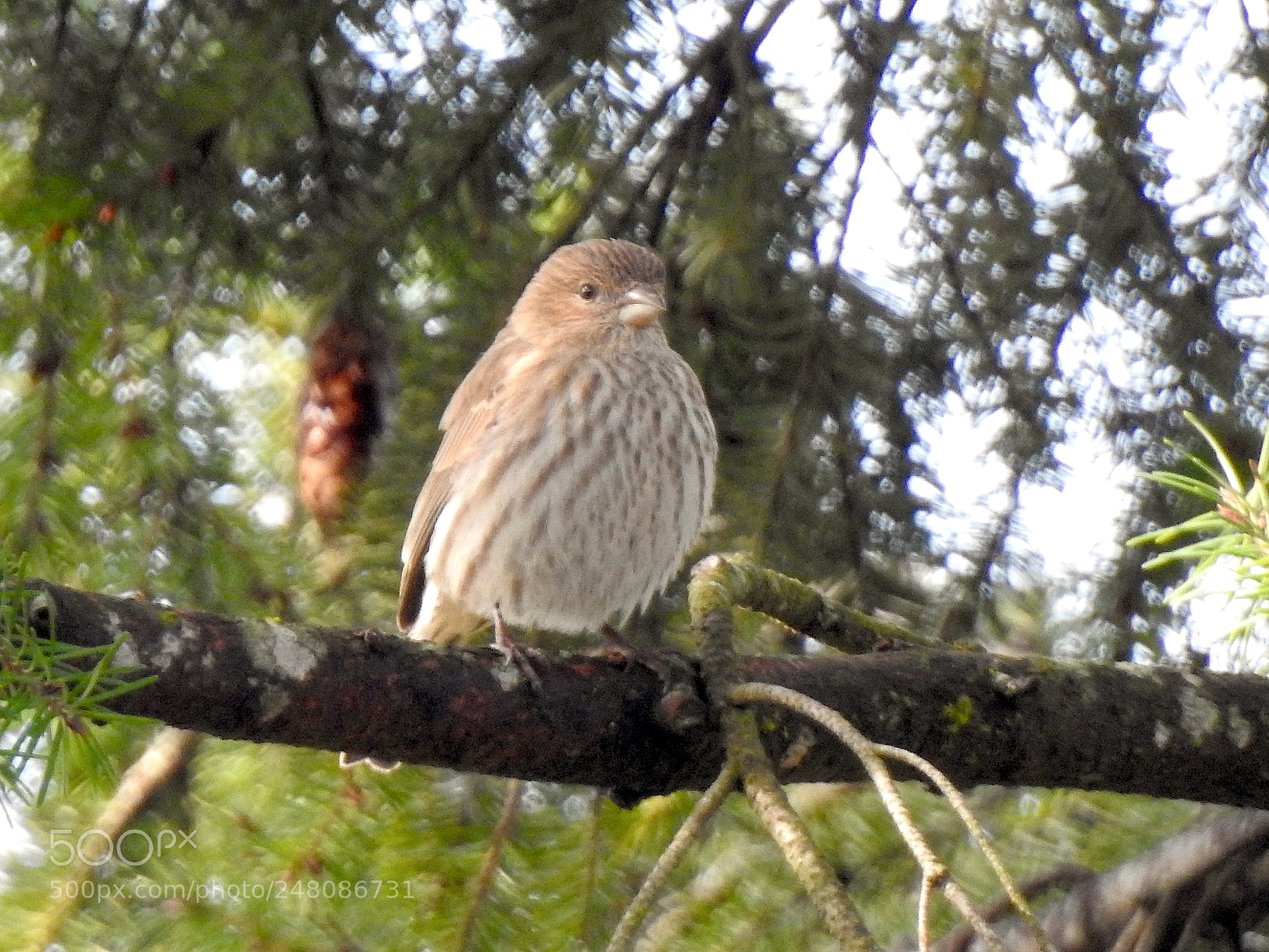 Nikon Coolpix P900 sample photo. House finch photography