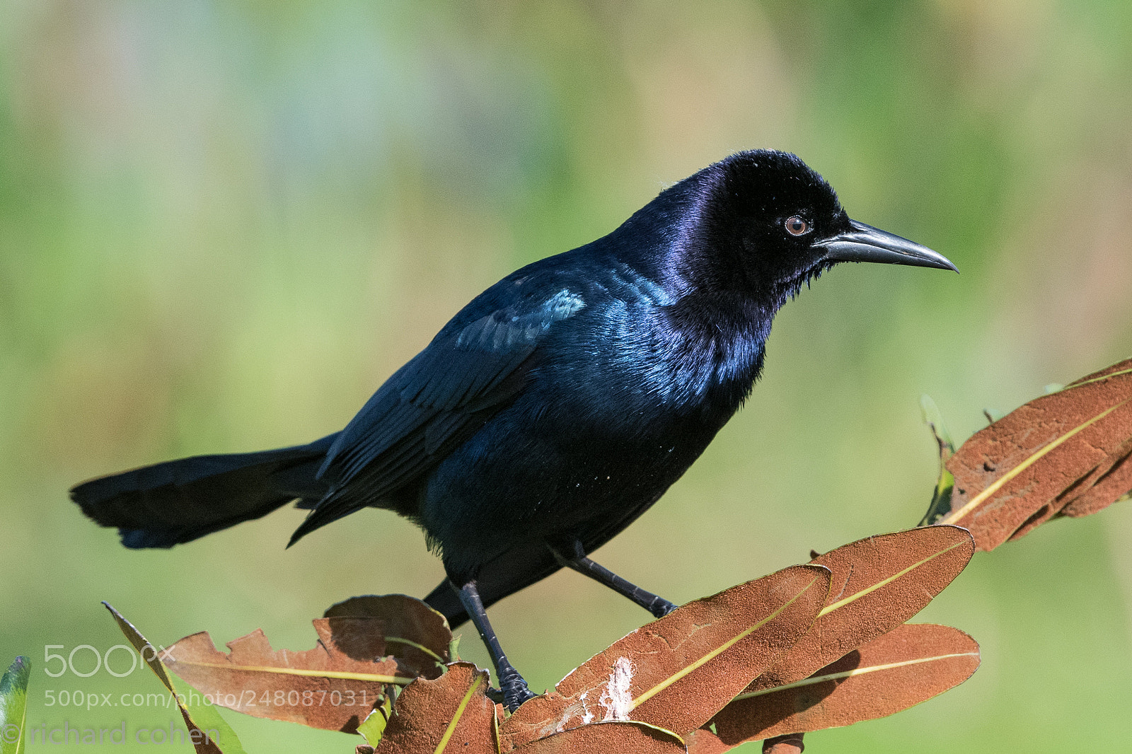 Nikon D850 sample photo. Boat tailed grackle photography
