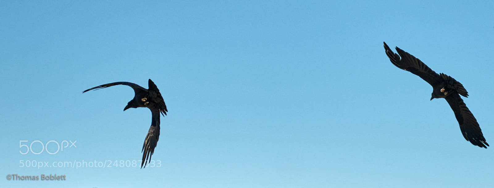 Fujifilm X-T2 sample photo. 2 ravens photography