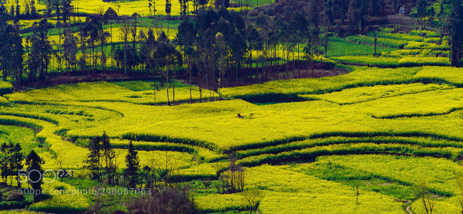 Nikon D610 sample photo. 罗平油菜花 photography