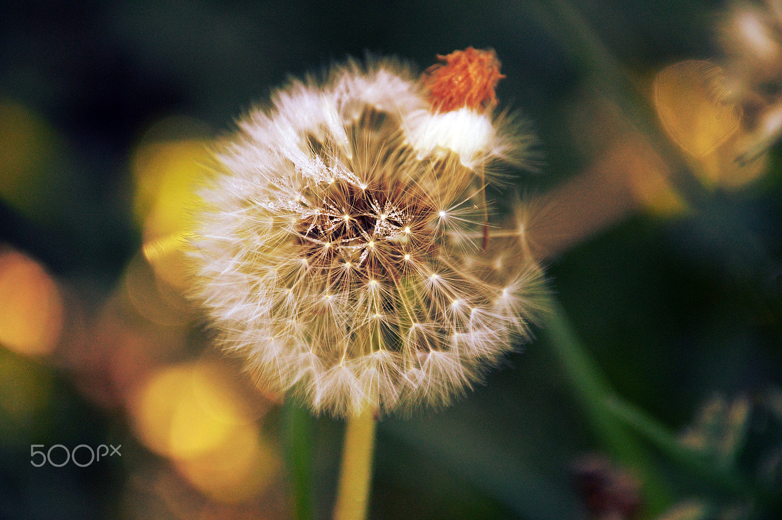 Nikon D3200 sample photo. Blooming photography