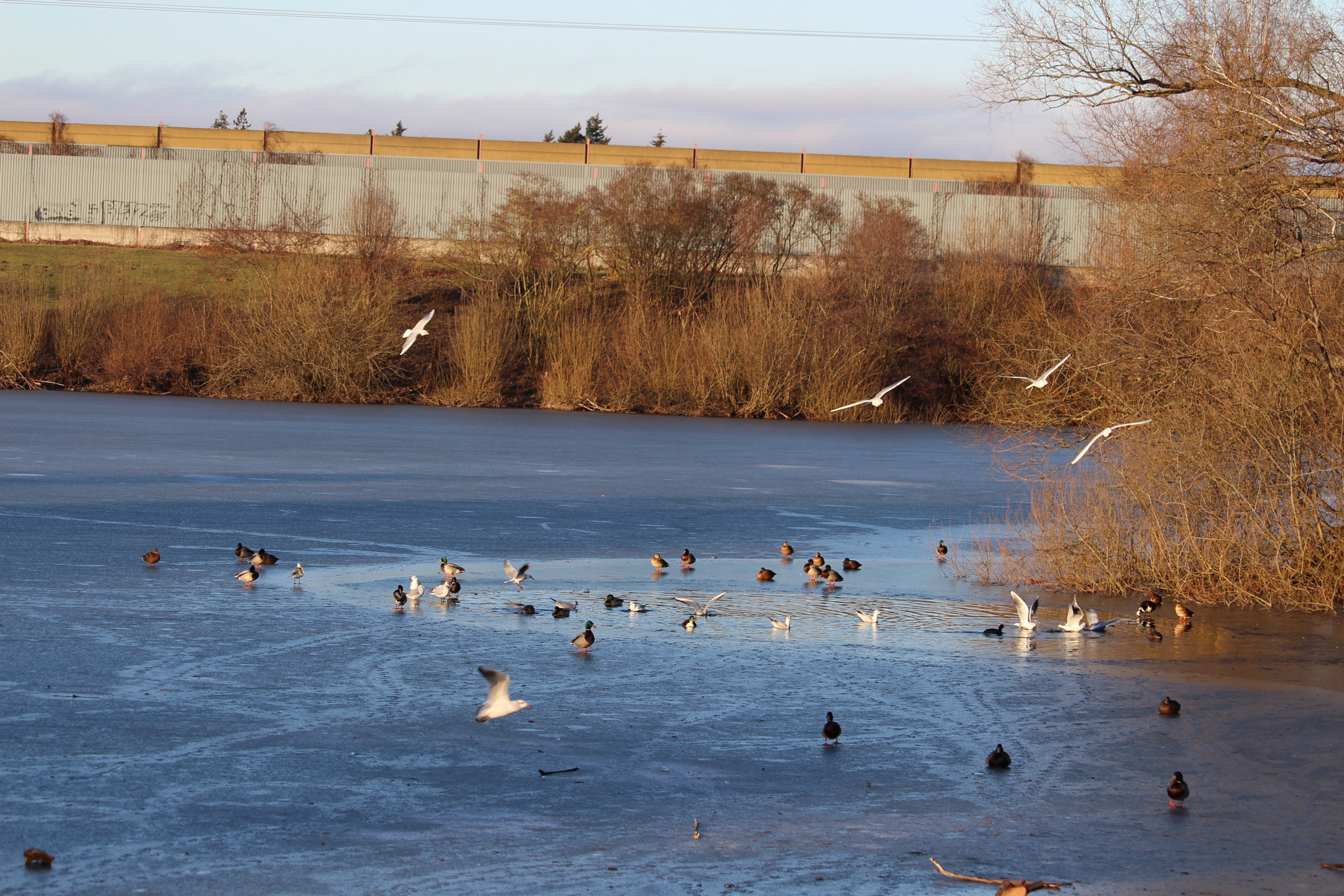 Canon EF-S 55-250mm F4-5.6 IS STM sample photo. Zugefrorener weiher photography