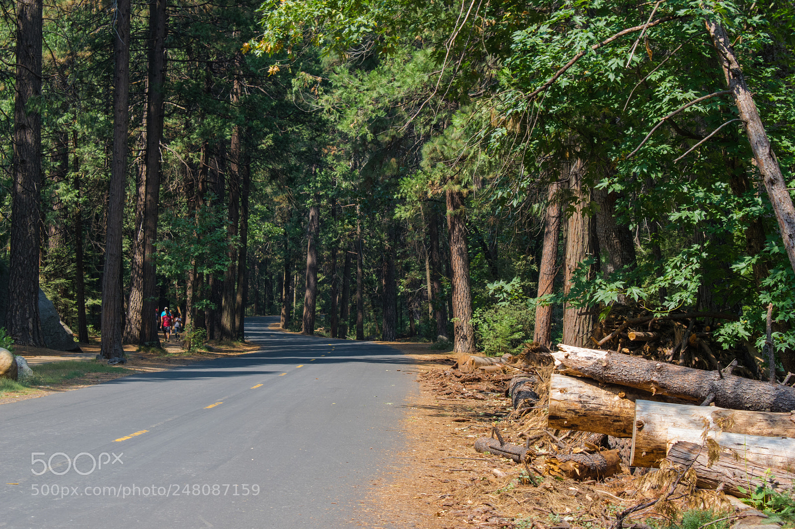 Nikon D5300 sample photo. Yosemite road photography