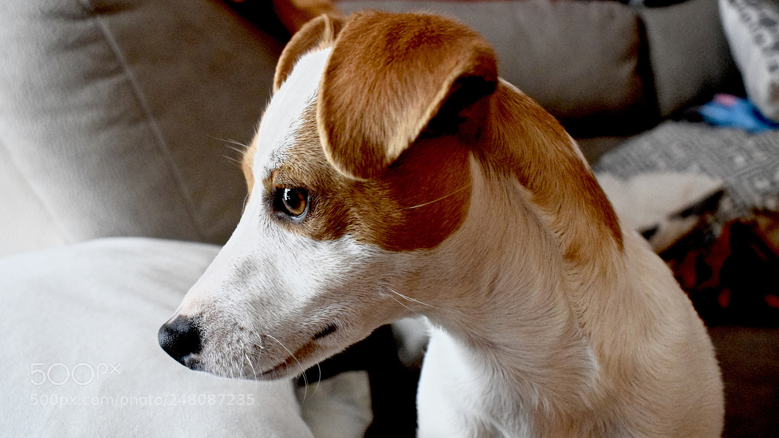 Nikon D5300 sample photo. Jack russell photography
