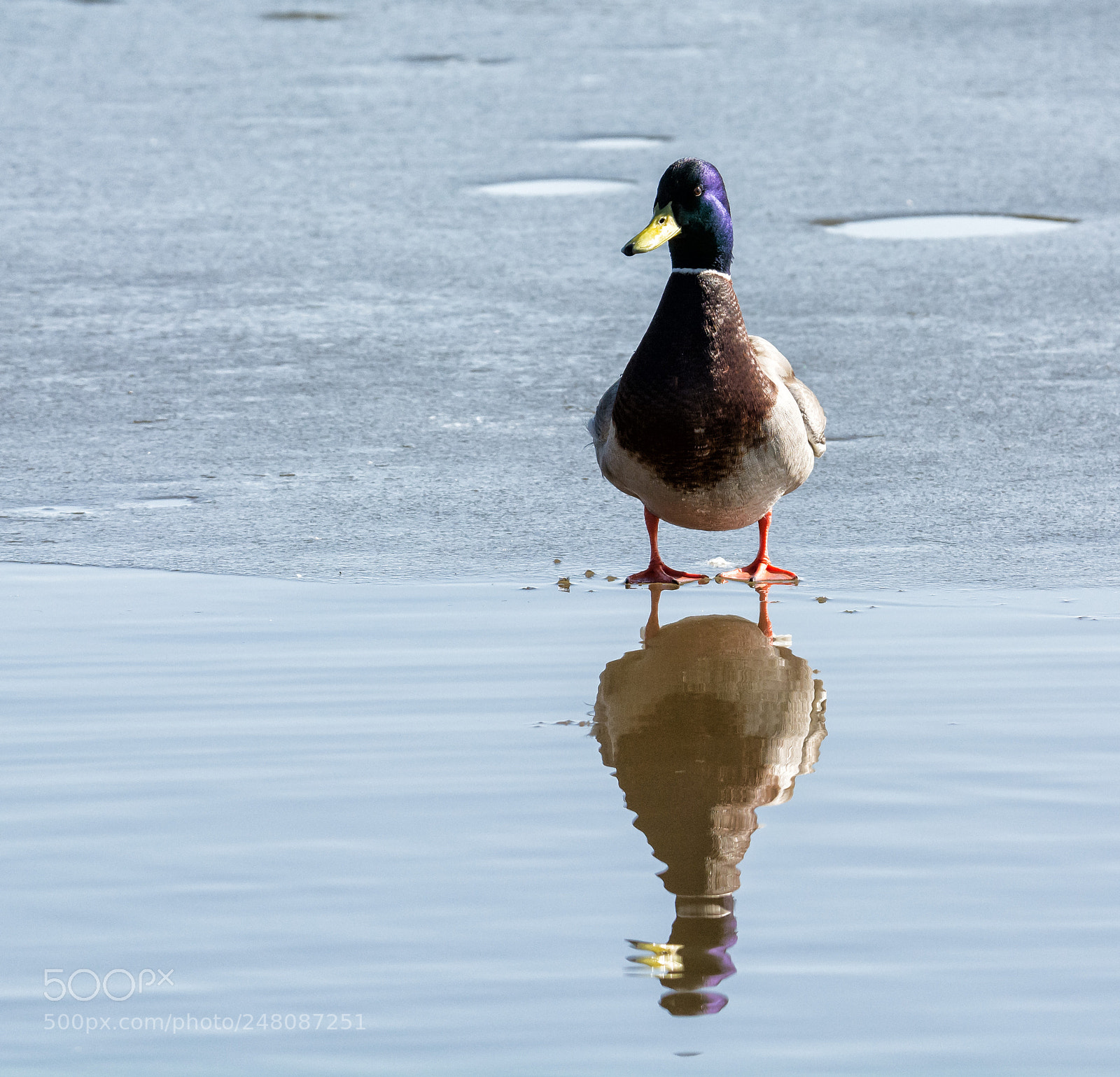 Nikon D7100 sample photo. Mallard photography