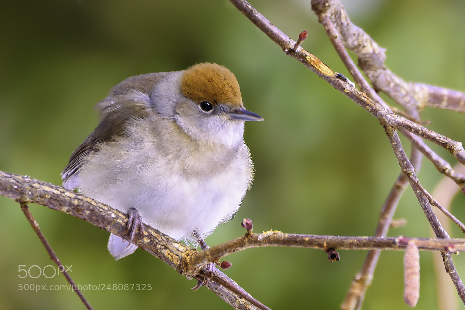 Nikon D500 sample photo. Eurasian blackcap, female photography