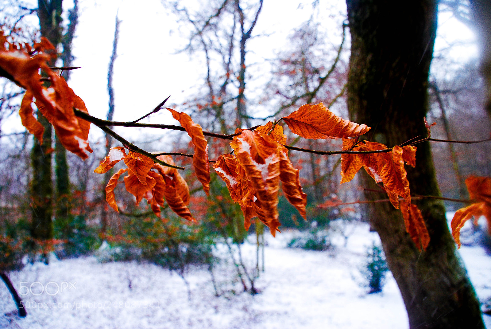 Nikon D80 sample photo. Seasonal forest photography