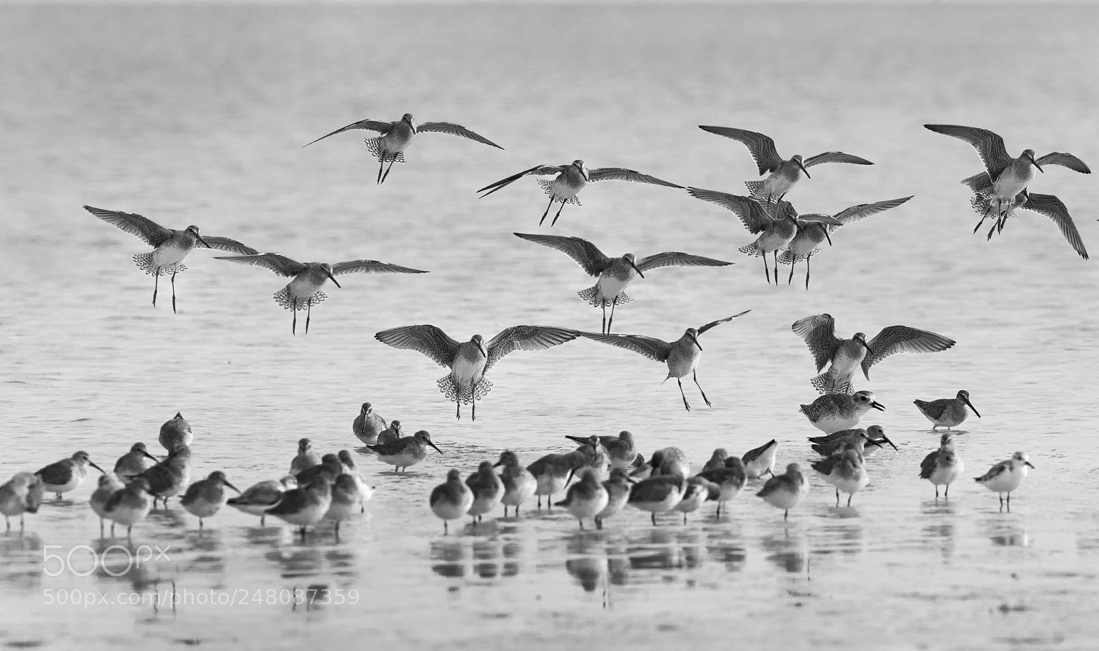 Canon EOS 7D Mark II sample photo. Willets landing photography