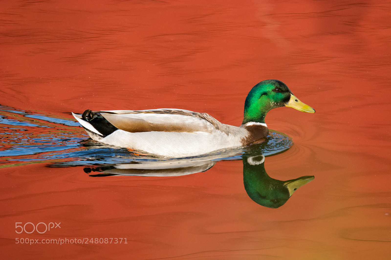 Nikon D7100 sample photo. Red river photography