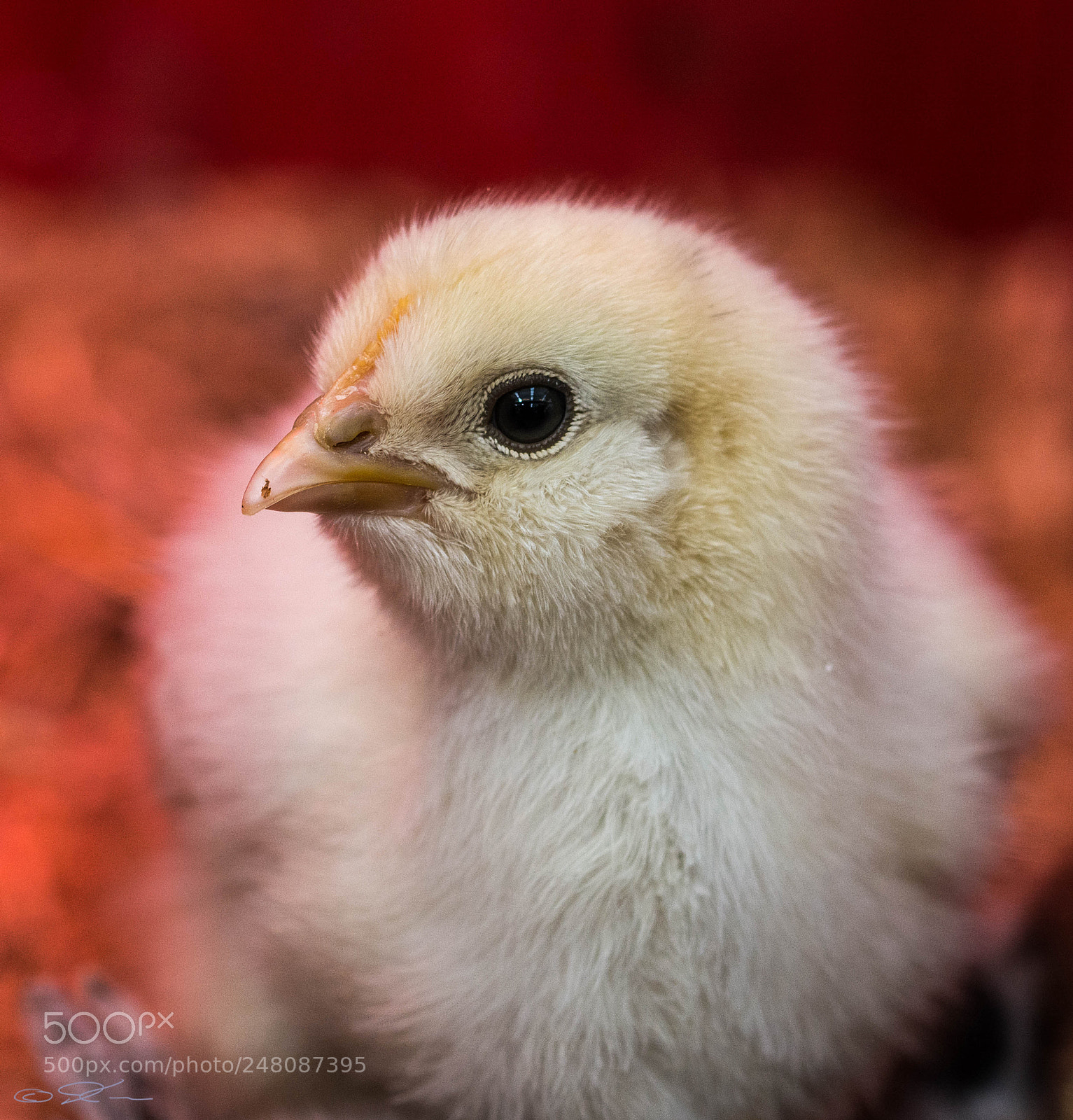 Nikon D7100 sample photo. Chicken photography