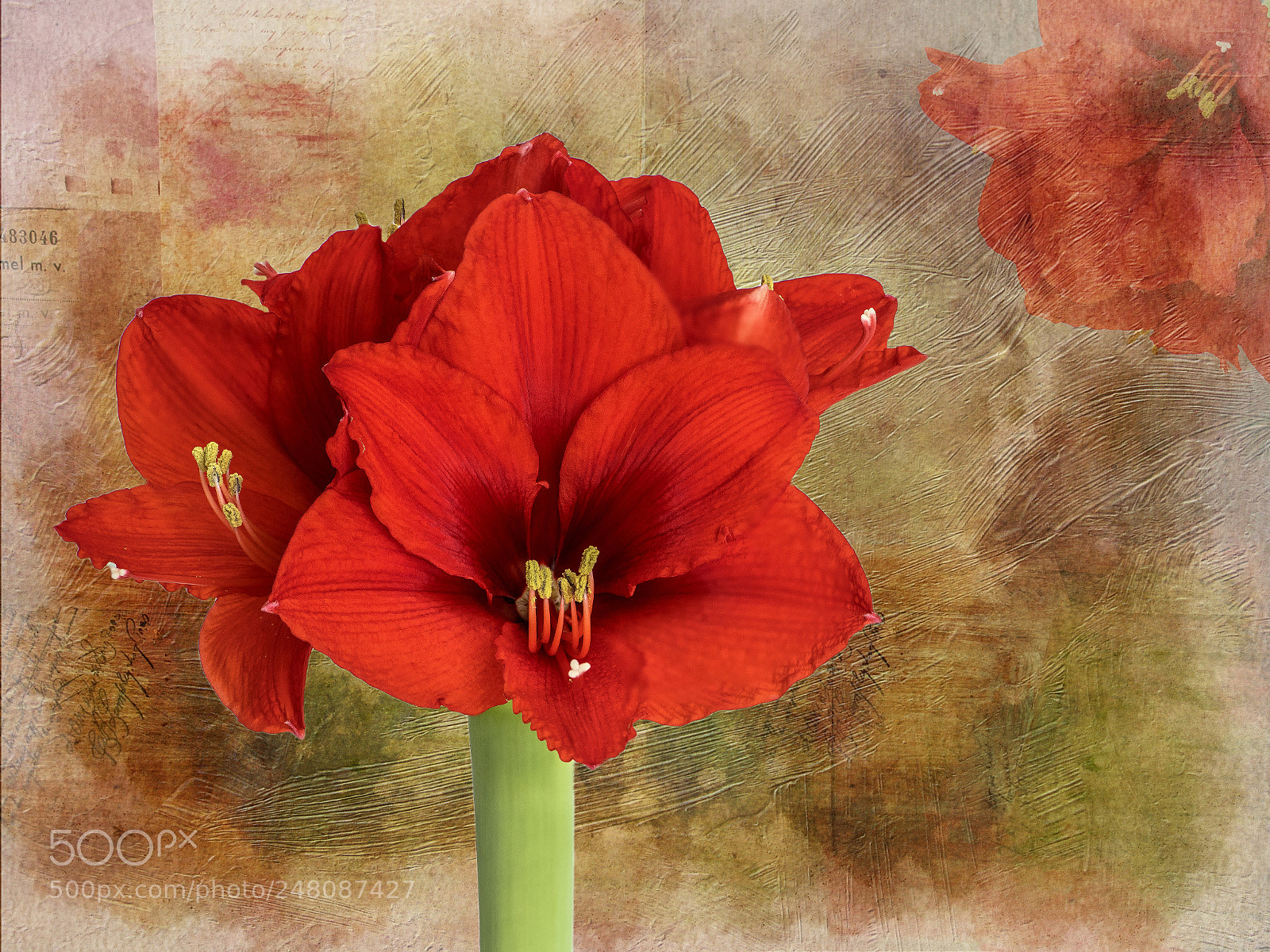 Nikon D40 sample photo. Amaryllis photography
