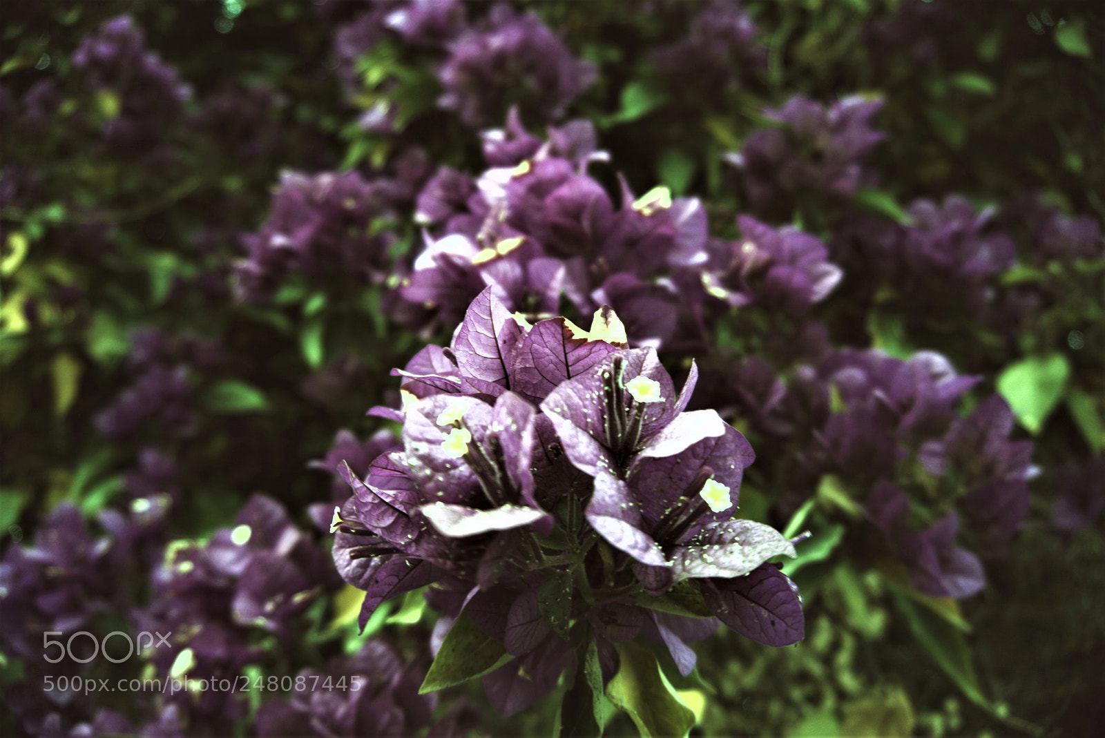 Sony a5100 sample photo. Purple photography