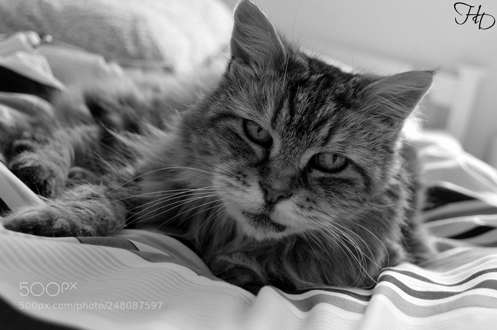 Nikon D3200 sample photo. Volens et potens photography