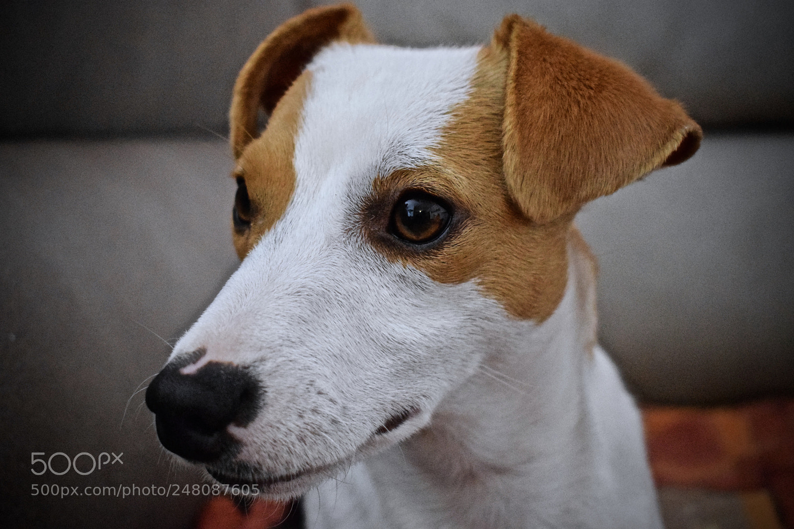 Nikon D5300 sample photo. Jack russell photography