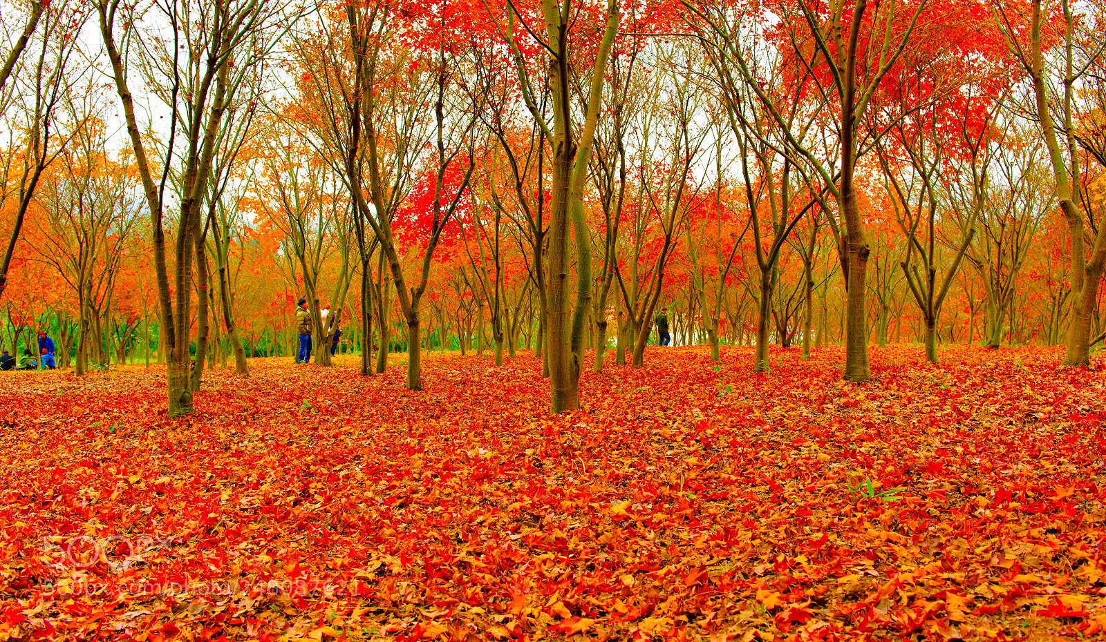 Nikon D810 sample photo. 红枫 photography