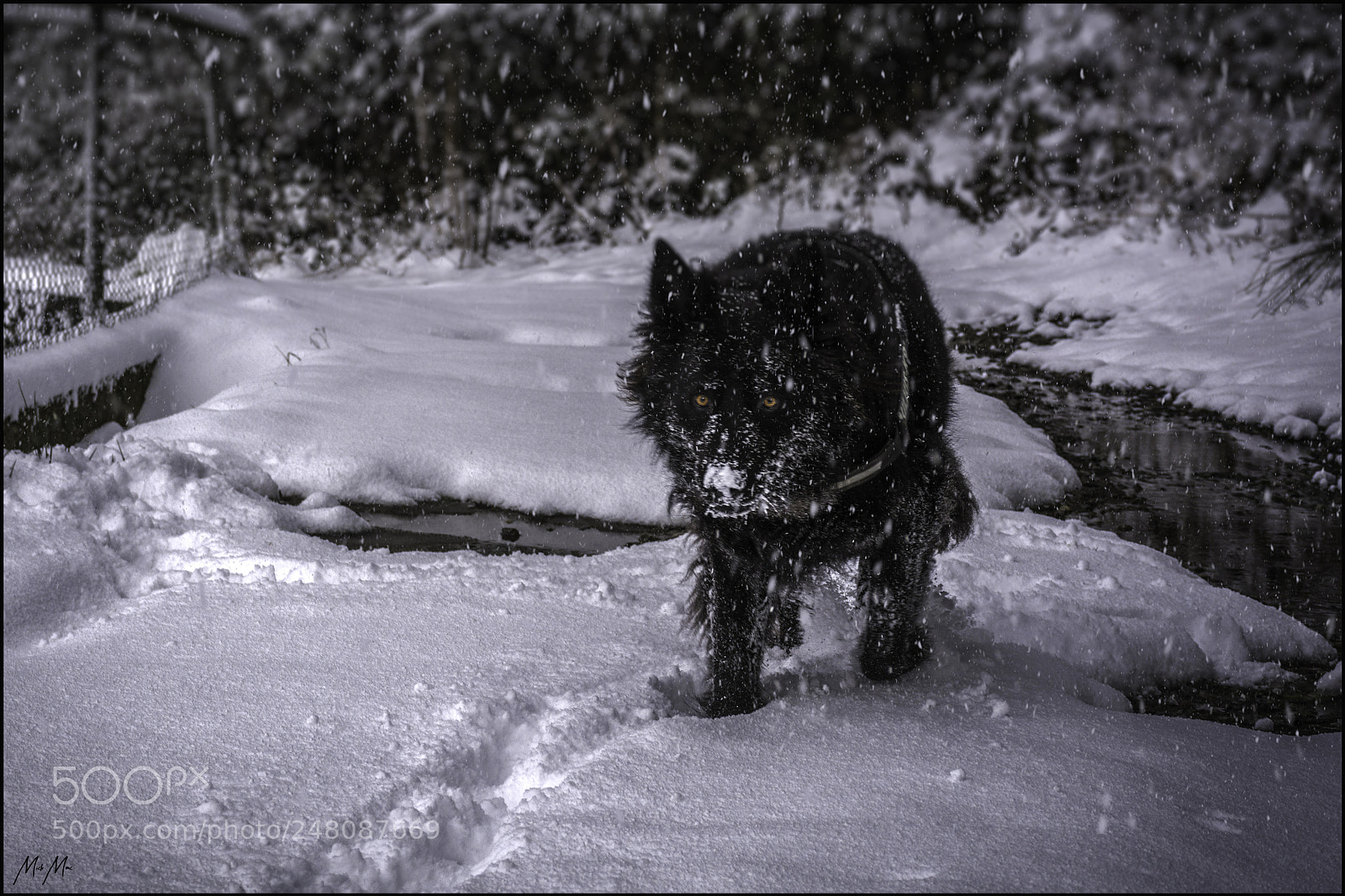 Nikon D7100 sample photo. Nero enjoying the snow photography