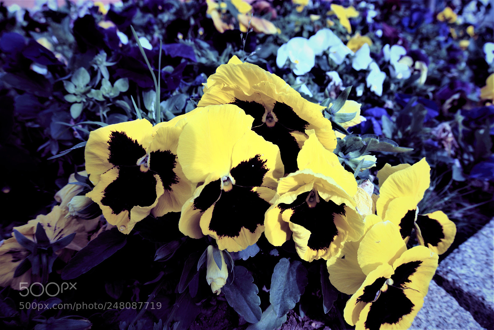 Sony a5100 sample photo. Flowers photography