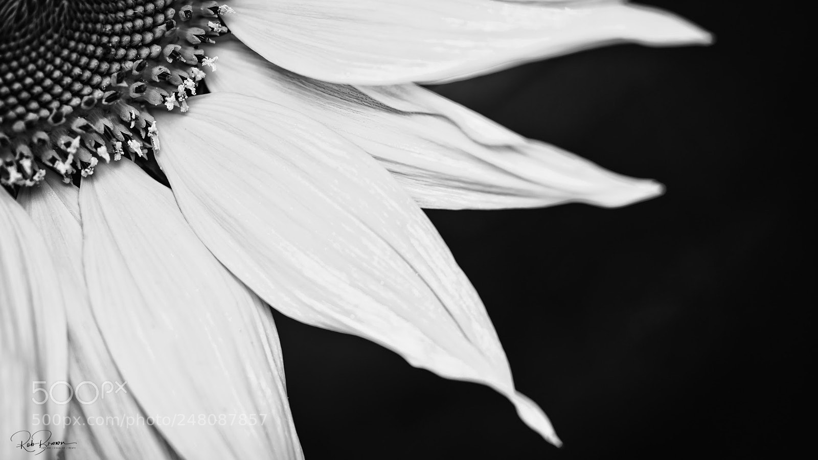 Sony a7R II sample photo. Black & white sunflower photography