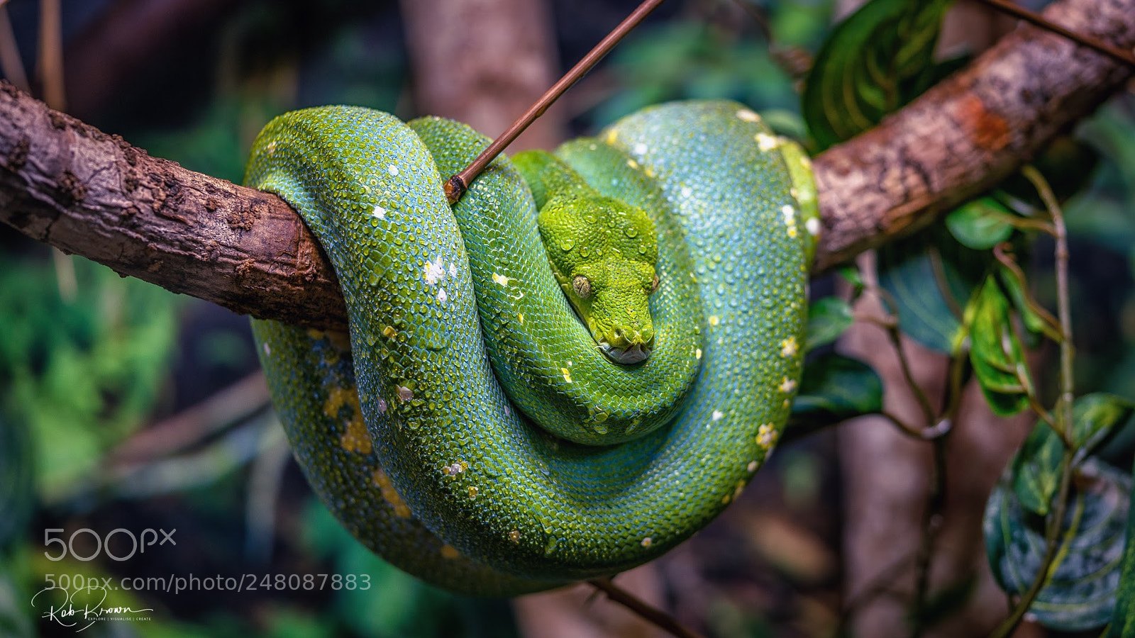 Sony a7R II sample photo. Green tree python photography