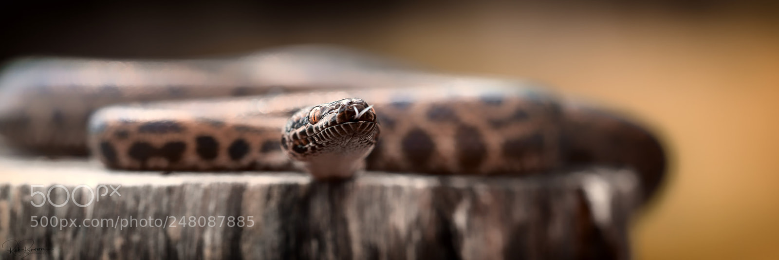 Sony a7R II sample photo. Snakes sarina photography