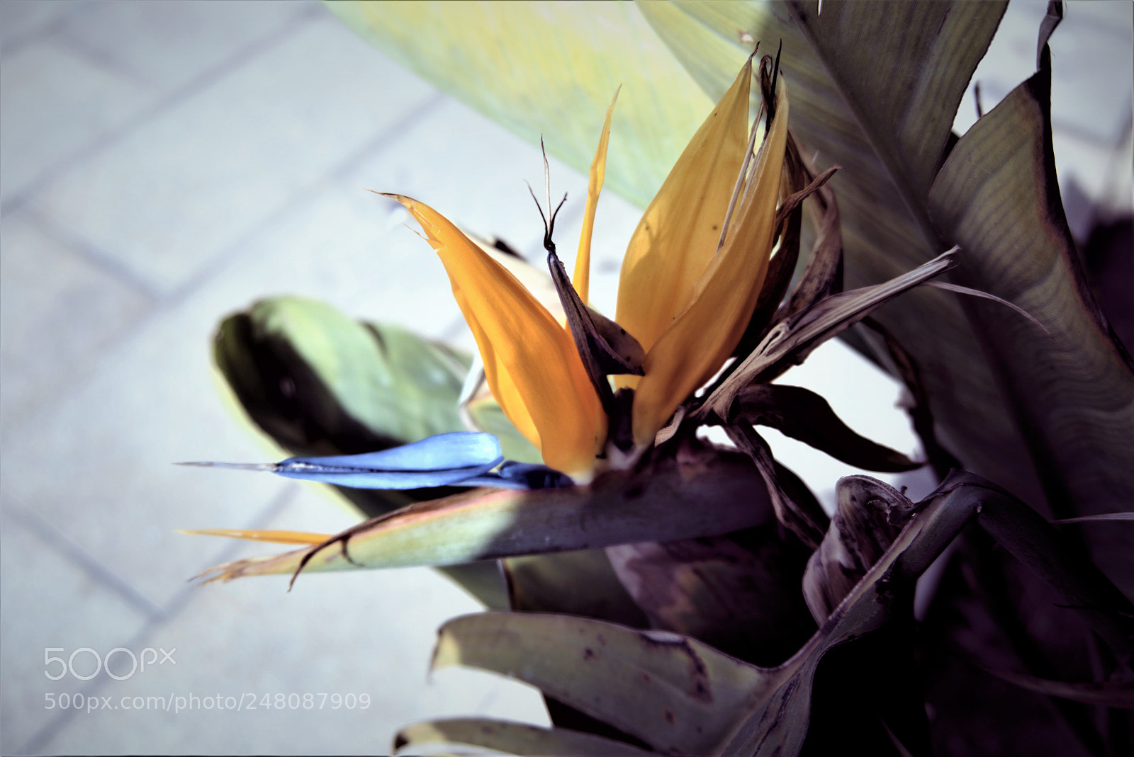 Sony a5100 sample photo. Flower photography